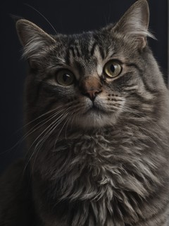 灰色猫咪的宠物日常图片壁纸