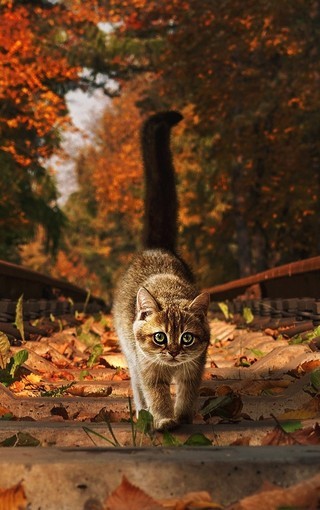 秋天代表性的小动物图片