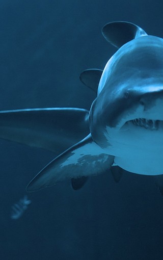 霸气的深海大鲨鱼图片壁纸第3页 Zol手机壁纸