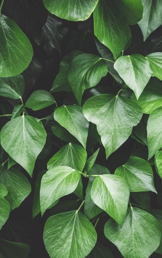 非常养眼的绿色植物背景高清图片壁纸 Zol手机壁纸