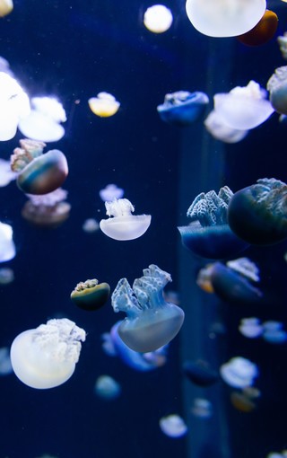色彩绚丽的海底生物软体动物图片壁纸 Zol手机壁纸