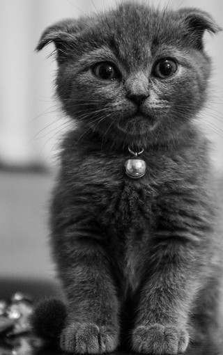 猫咪手机壁纸 黑白图片