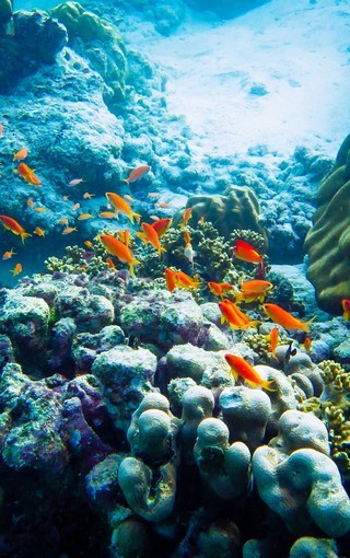 海底珊瑚鱼群唯美图片壁纸第5页 Zol手机壁纸