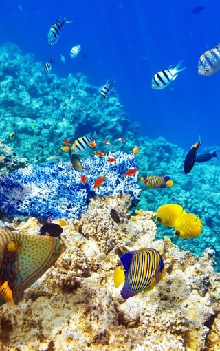 海底珊瑚鱼群唯美图片壁纸 中关村在线手机壁纸