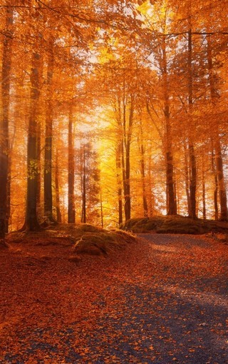秋天黄色叶子唯美风景壁纸-中关村在线手机壁纸
