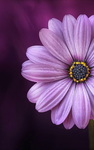 满天星紫色的小花图片图片