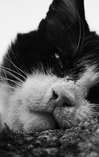 猫图片黑白冷酷图片