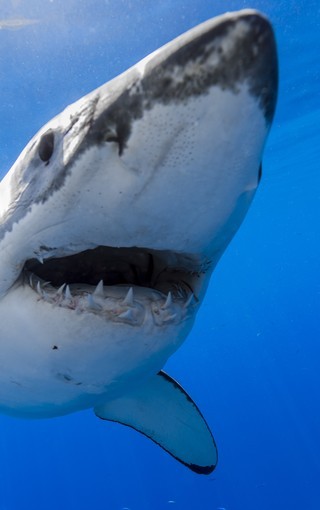 鲨鱼正面张嘴图片