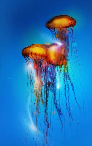 海底世界水母iphone手机壁纸 Zol手机壁纸