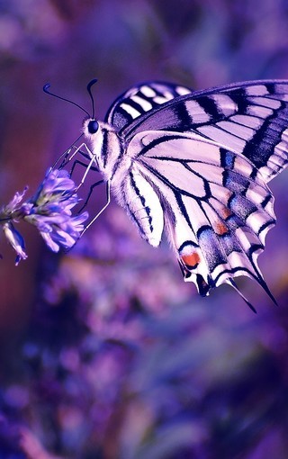 花朵上的蝴蝶图片壁纸 Zol手机壁纸