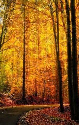 金色树林一条路图片图片