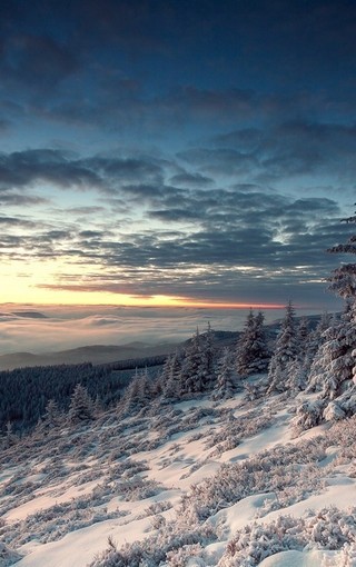 森林唯美雪地雪景图片壁纸 Zol手机壁纸
