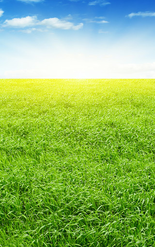 绿草地手机背景图图片