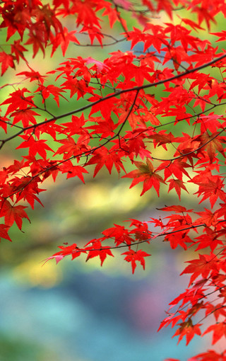 秋日红色主题风景高清壁纸 Zol手机壁纸