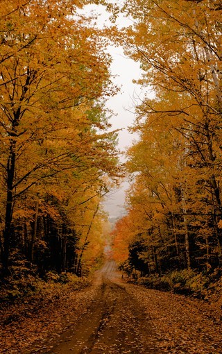 秋天最美的景物图片