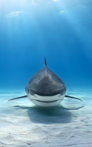 霸气的深海大鲨鱼图片壁纸 手机壁纸网 精美好看的手机壁纸图片大全