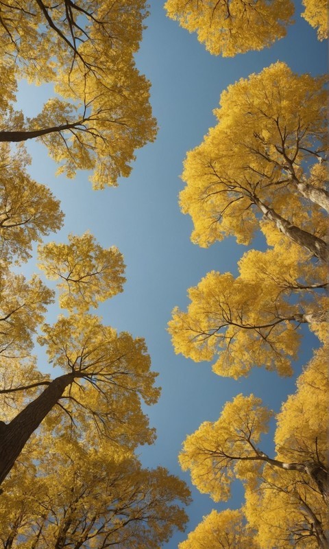 银杏树林的秋天金黄之美：高清手机壁纸风景