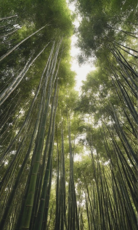 沉醉于绝美景色竹子风景壁纸