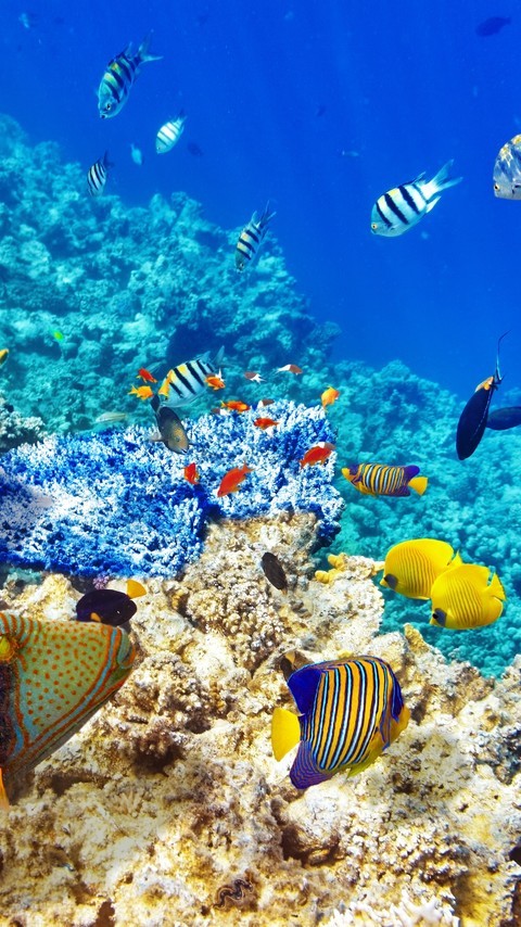 海底珊瑚鱼群唯美图片壁纸