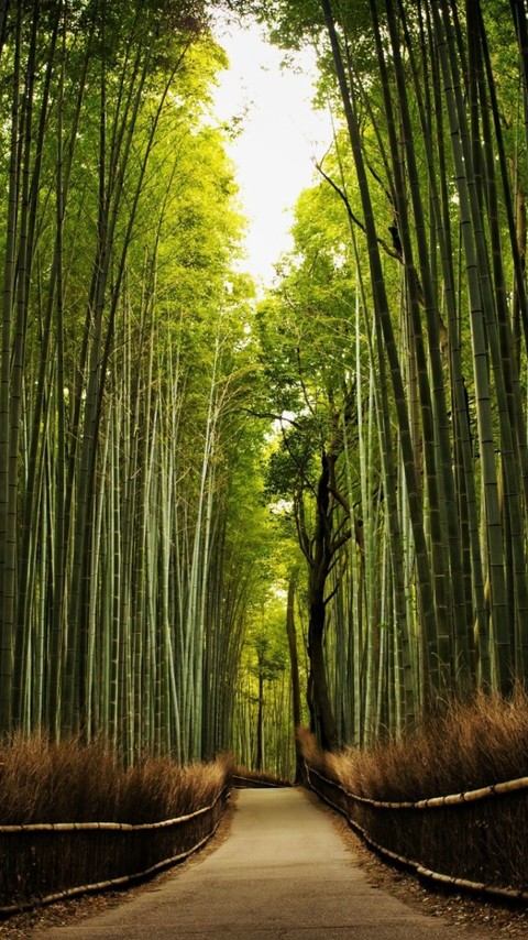 iphone pro高雅的竹子风景壁纸