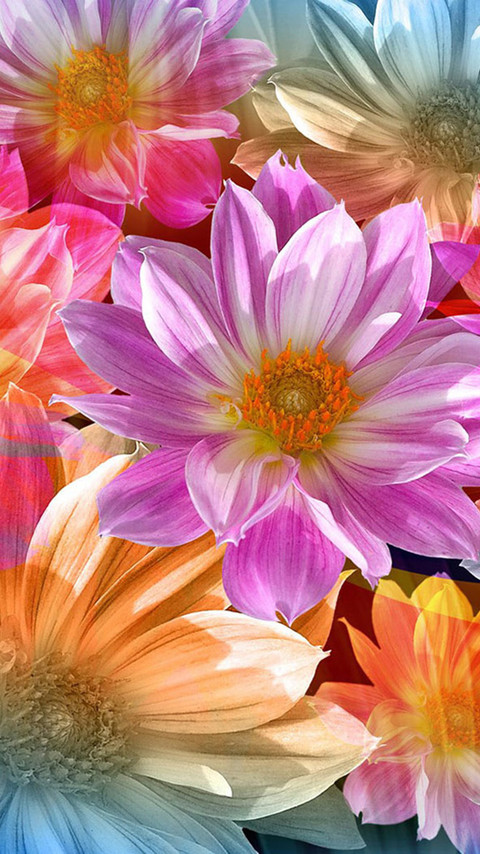 Photoshop花卉作品手机壁纸