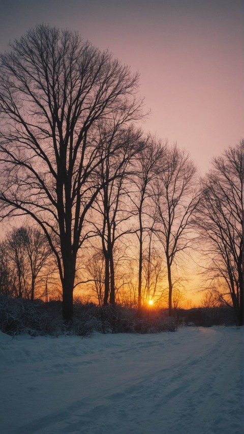 冬季日落深林自然风景壁纸