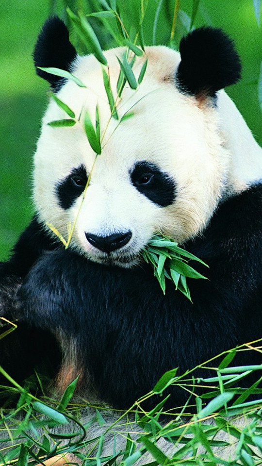 可爱熊猫手机高清壁纸
