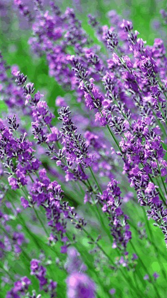 紫色唯美鲜花集锦手机壁纸
