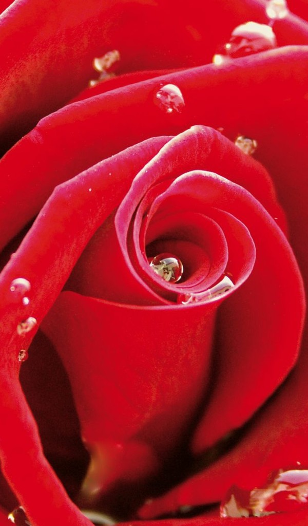 多彩的玫瑰高清壁纸桌面