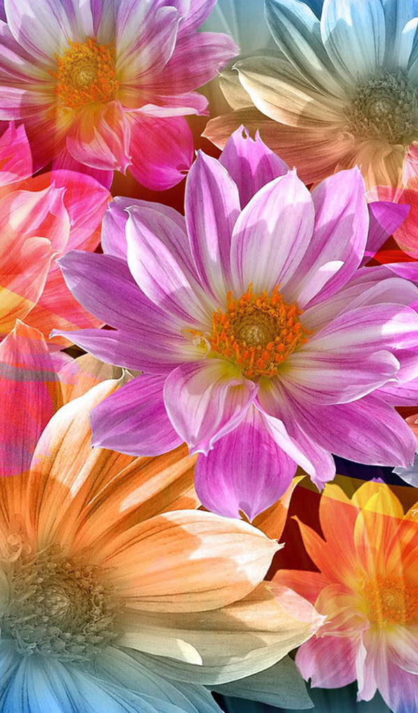 Photoshop花卉作品手机壁纸