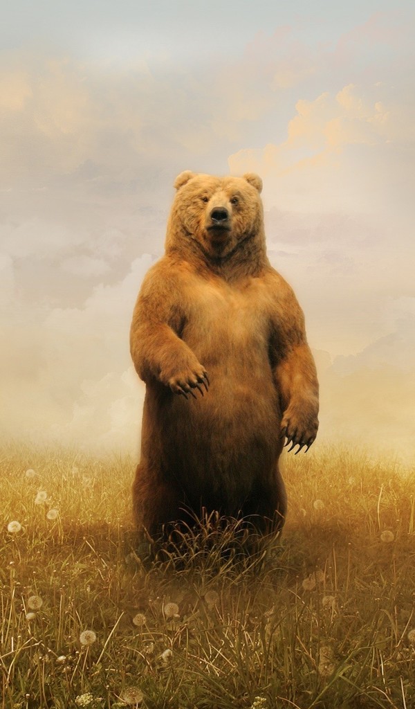 可爱的棕熊的图片壁纸