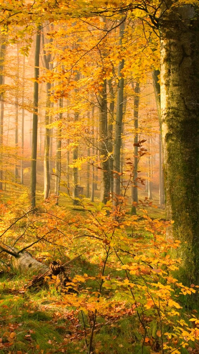 秋天的树林自然风景壁纸