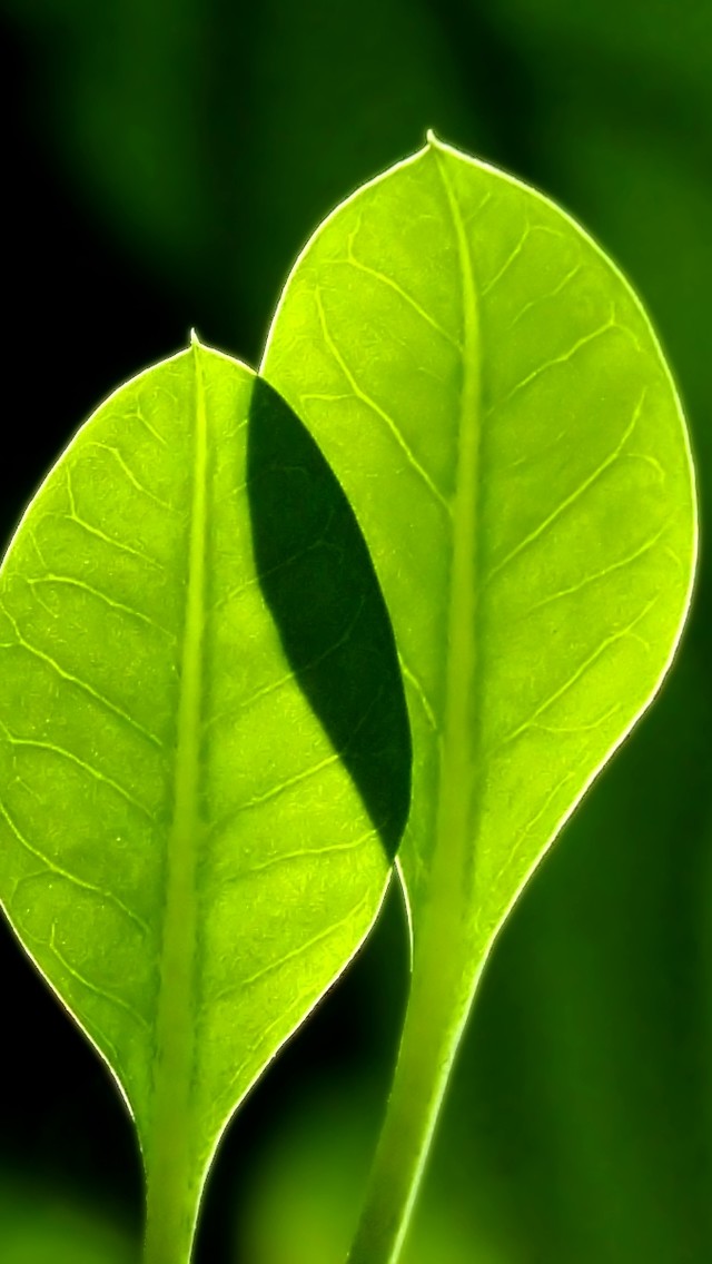 绿色的植物手机壁纸下载