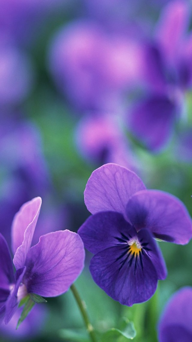 紫色植物手机高清壁纸