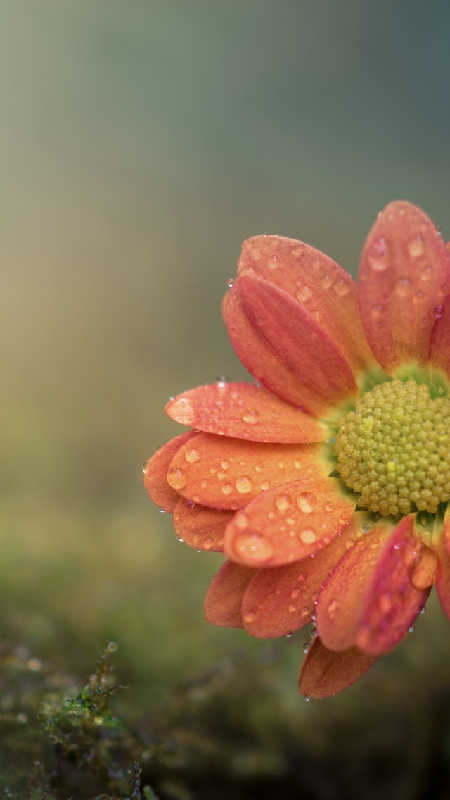 雨滴落在花朵上图片壁纸