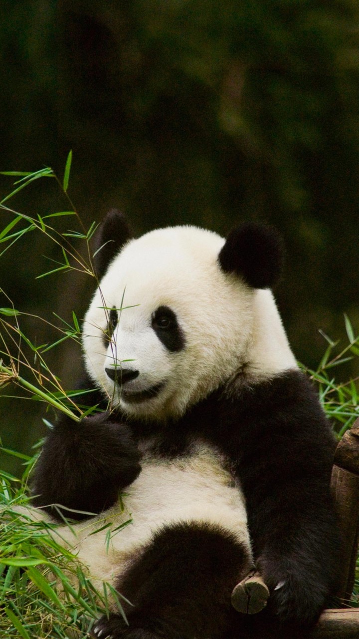 可爱熊猫手机壁纸