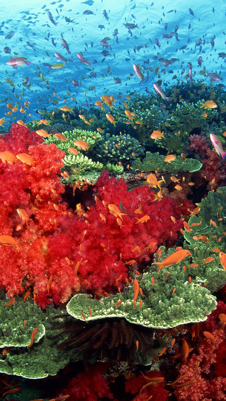 神奇的海底世界生物壁纸