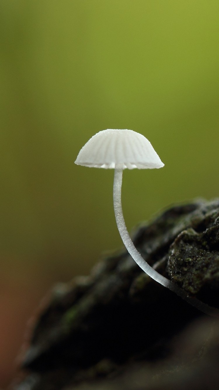 漂亮的野生蘑菇高清图片桌面壁纸3