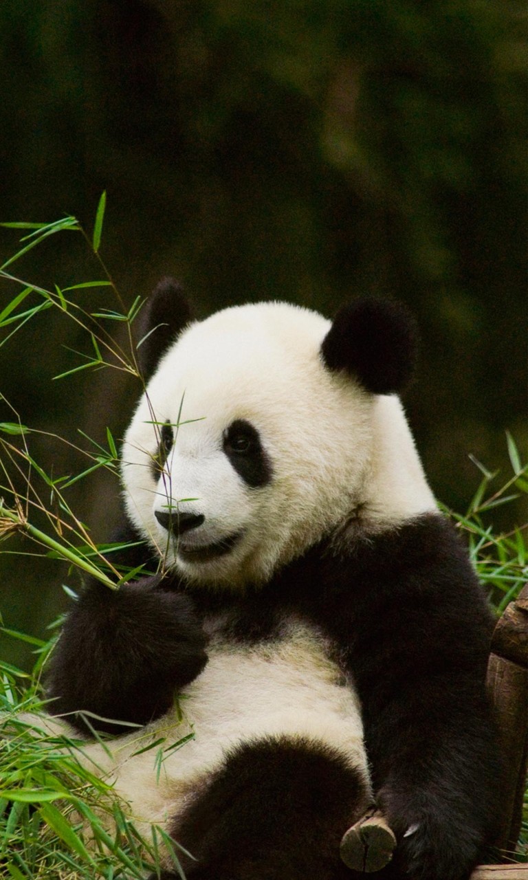 可爱熊猫手机壁纸