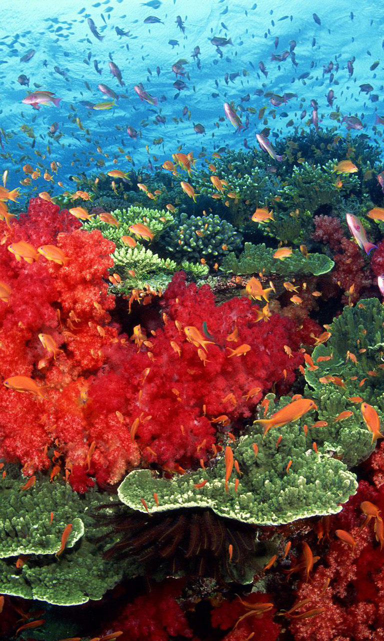 神奇的海底世界生物壁纸