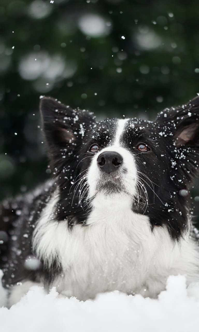 雪地上的狗狗图片壁纸