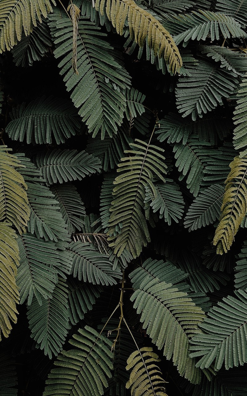 绿色植物微距摄影高清图片壁纸2